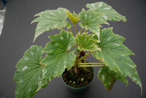 B. (incarnata x ludwigii)
